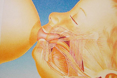 口呼吸が、新型コロナウィルスの感染を受けやすいというのはなぜでしょうか？
